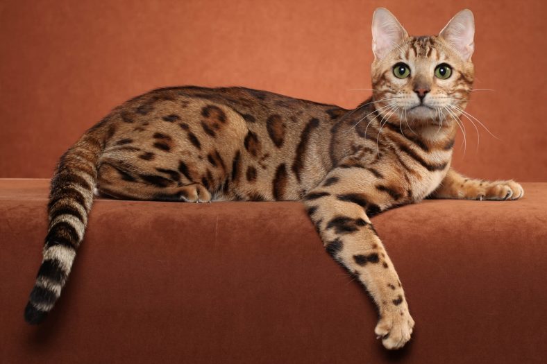 ocicat 1