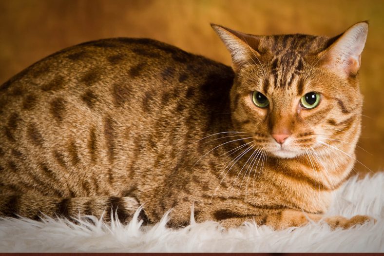 Ocicat