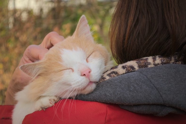 oksanan kedi