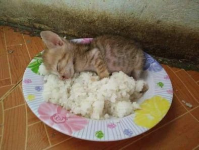 pilav tabaginda yatan yavru kedi