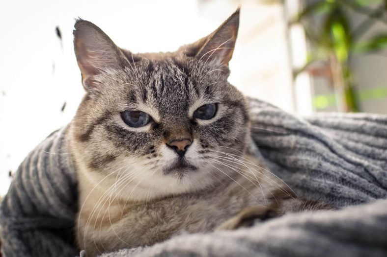 Sağır kedi ameliyatı
