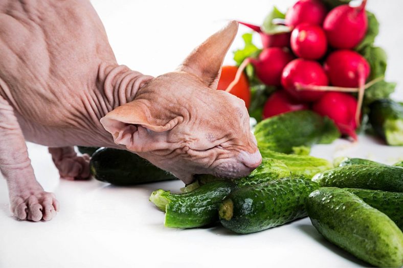 Kedinize salatalığın faydaları nelerdir?