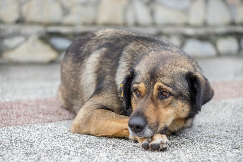 Sokak köpekleri ne yemeli?