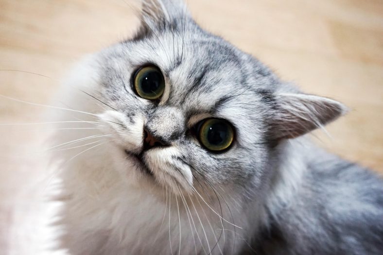 Su gerektiren kedi