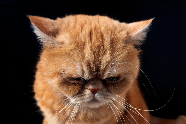 sucluluk duyan kedi