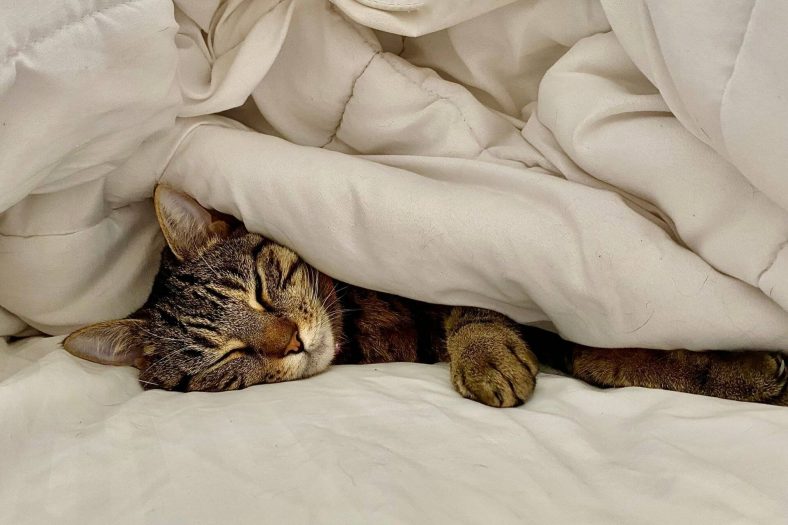 Uyuyan kedi kaplı mı?