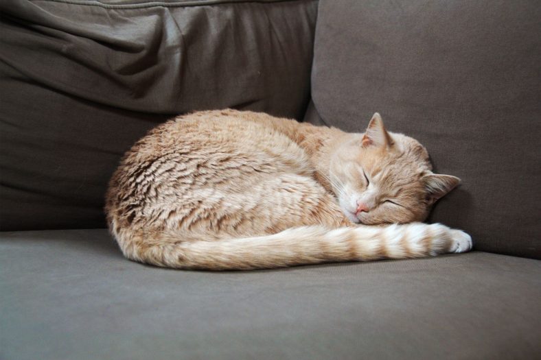Yalancı Kedi
