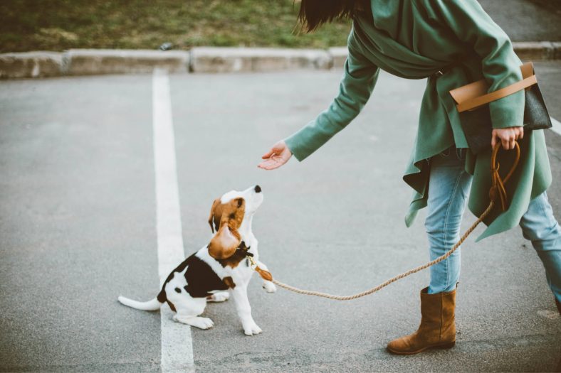 Köpek köpeklerinin eğitimi