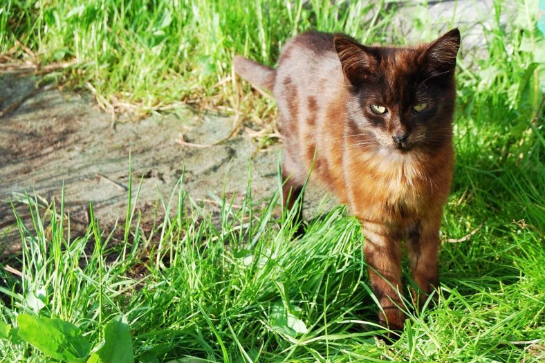 York Çikolata Kedi