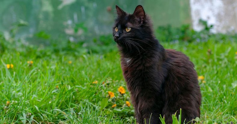 York Çikolata Kedi Bakımı
