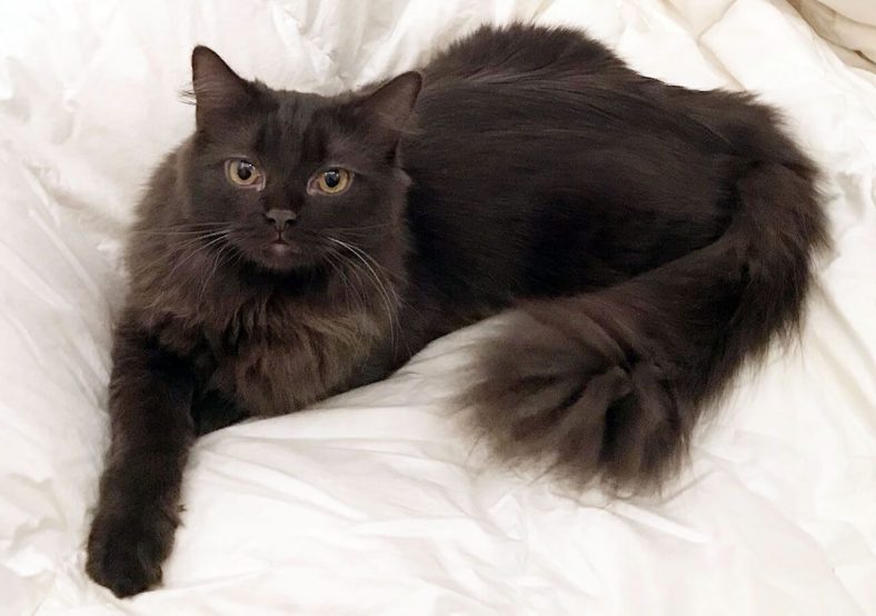 York Çikolata Kedi Fiziksel Özellikleri