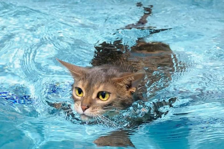 Yüzen kedi