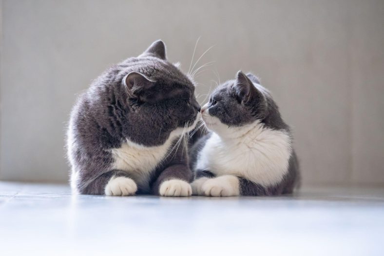 baba kedi yavru kediyi bogar mi